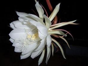昙花哥爆料截图完整版视频,完整版视频深度解析  第2张