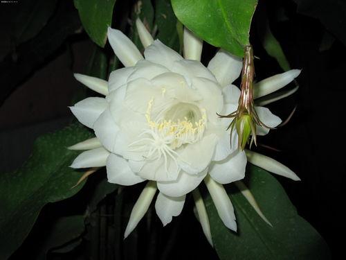 昙花哥爆料截图完整版视频,完整版视频深度解析  第3张