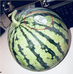 泰安网红吃瓜,揭秘网络红人的幕后故事