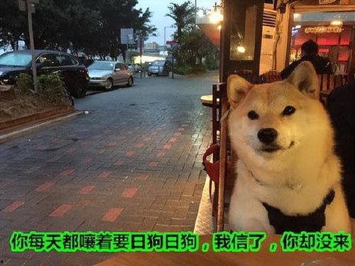 狗狗最新爆料文案短句