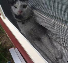 好奇害死猫无在线观看,无在线观看背后的故事