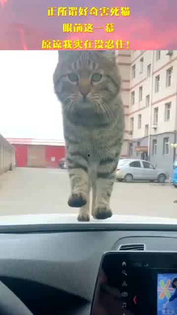 好奇害死猫无在线观看,无在线观看背后的故事 第2张 好奇害死猫无在线观看,无在线观看背后的故事 第2张
