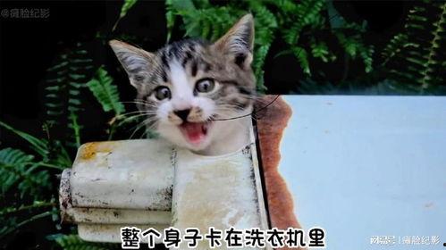 好奇害死猫无在线观看,无在线观看背后的故事 第3张 好奇害死猫无在线观看,无在线观看背后的故事 第3张