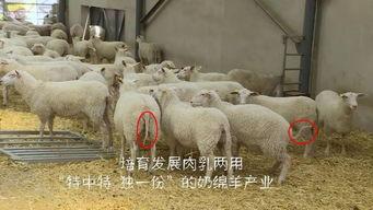 点羊视频在线观看,在线观看,畅享精彩瞬间 第1张 点羊视频在线观看,在线观看,畅享精彩瞬间 第1张