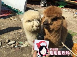 点羊视频在线观看,在线观看,畅享精彩瞬间 第3张 点羊视频在线观看,在线观看,畅享精彩瞬间 第3张