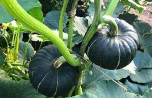 吃瓜事件网红可可,吃瓜事件背后的风云变幻  第2张