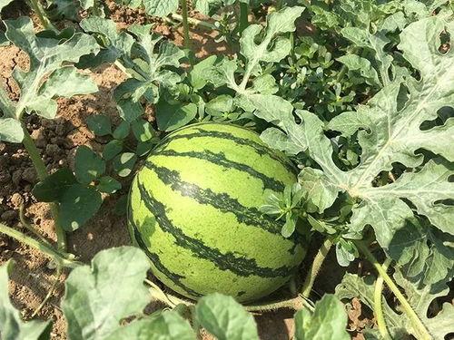 我在年代文里吃瓜免费,年代文中的免费吃瓜奇遇记 第3张 我在年代文里吃瓜免费,年代文中的免费吃瓜奇遇记 第3张