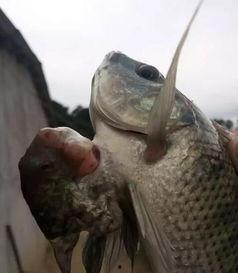 鱼鱼爆料视频,精彩瞬间一网打尽  第3张
