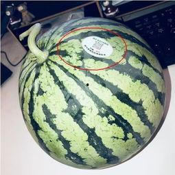 吃瓜网红图片头像,揭秘吃瓜网红的潮流头像魅力 第2张 吃瓜网红图片头像,揭秘吃瓜网红的潮流头像魅力 第2张