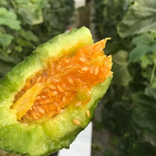 吃瓜网红图片头像,揭秘吃瓜网红的潮流头像魅力 第3张 吃瓜网红图片头像,揭秘吃瓜网红的潮流头像魅力 第3张