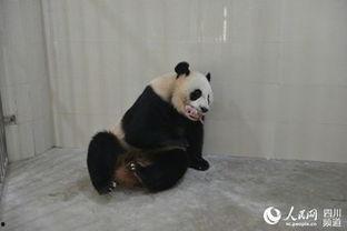 林冰大熊猫最新爆料,最新动态与幕后故事大公开  第2张