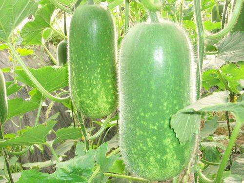 网红吃葫芦瓜视频大全集