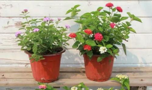 阿鸿最新爆料视频,热点事件背后的惊人真相  第3张