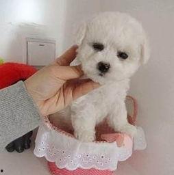 浪漫波比熊爆料视频,甜蜜瞬间，萌态尽显