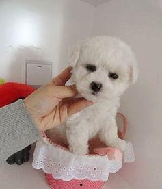 浪漫波比熊爆料视频,甜蜜瞬间，萌态尽显  第2张