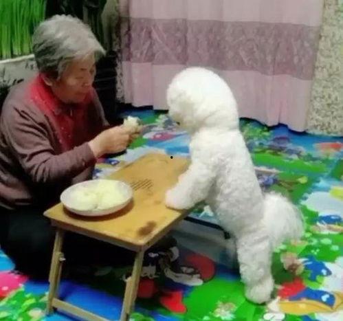 浪漫波比熊爆料视频,甜蜜瞬间，萌态尽显  第3张