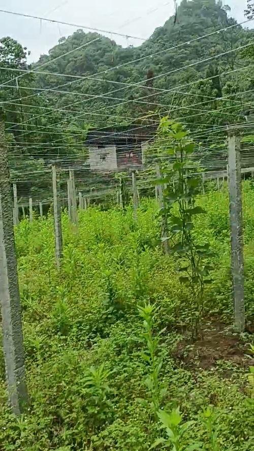 吃瓜网站在线免费吃瓜,免费在线吃瓜，尽在吃瓜网站  第2张