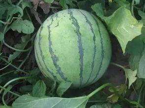 库尔勒吃瓜网红有哪些,揭秘瓜城网红们的瓜界传奇