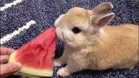 娱乐吃瓜兔,揭秘娱乐圈那些不为人知的幕后故事  第3张