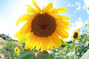 向日葵在线观看,追寻阳光的温暖之旅