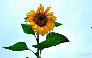 向日葵在线观看,追寻阳光的温暖之旅  第2张