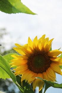 向日葵在线观看,追寻阳光的温暖之旅  第3张