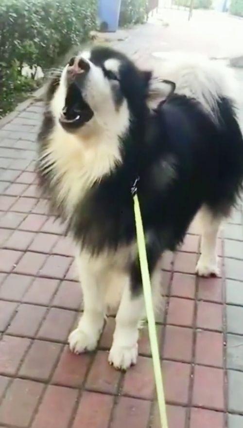 狗子最新爆料,揭秘娱乐圈幕后真相