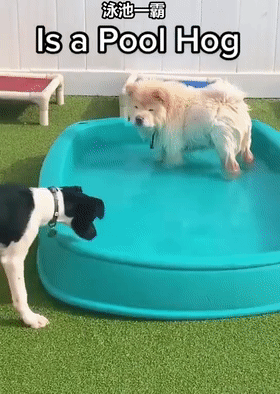 狗子最新爆料,揭秘娱乐圈幕后真相  第2张